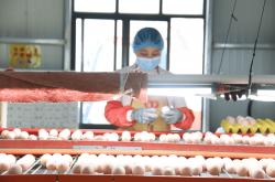 十大外围网站 -从“一枚蛋”到“一条链” ！松桃贯通产业闭环 赋能生态循环农业