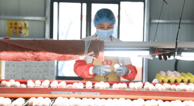 十大外围网站 -从“一枚蛋”到“一条链” ！松桃贯通产业闭环 赋能生态循环农业