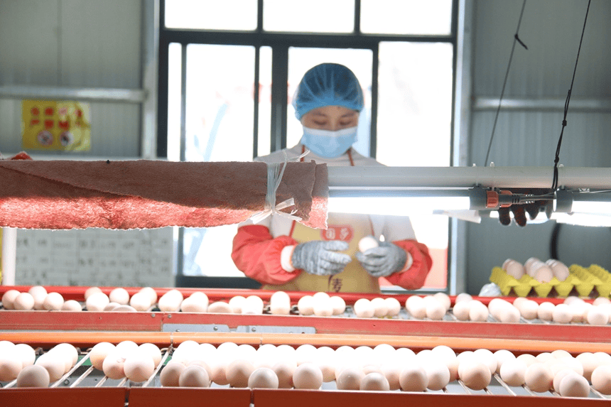 从“一枚蛋”到“一条链” ！松桃贯通产业闭环 赋能生态循环农业